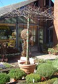 Blauregen – Wisteria floribunda Blauregen – Wisteria floribunda