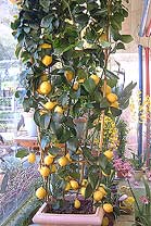 Zitrone – Citrus limon