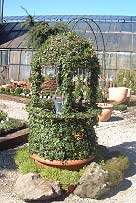 Efeu – Hedera helix Efeu – Hedera helix