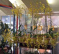 Orchideenwochen