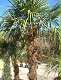 Hanfpalme - Chamaerops excelsa Hanfpalme - Chamaerops excelsa