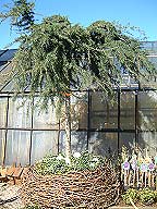 Himalaja Zeder – Cedrus deodara pendula Himalaja Zeder – Cedrus deodara pendula